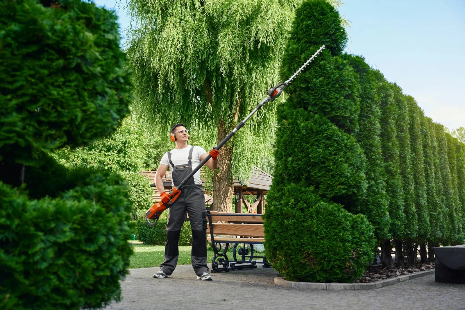 Landscaper trimming a topiary with a pole trimmer